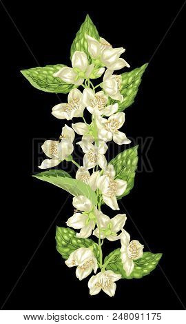 Vertical Design Element With Jasmine Flowers