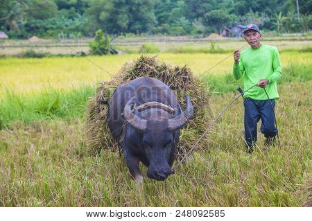 Marinduque , Philippines - March 31: Filipino Farmer Working At A Rice Field In Marinduque Island Th