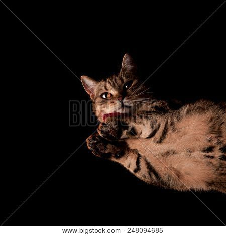 elegant bitish fold lying on glass looks down on black background, bottom angle