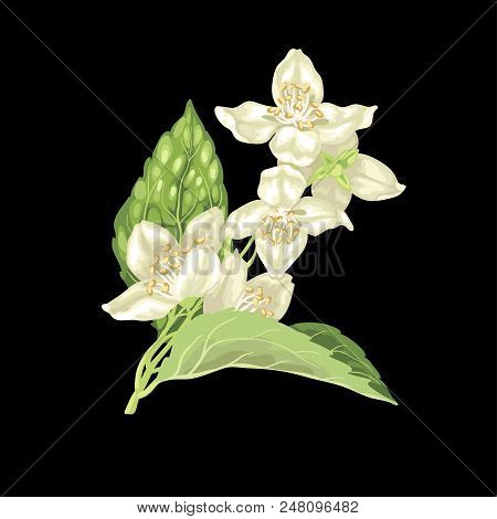 Jasmine Branch Vector Graphic Illustration On The Black Background With Flowers And Leaves