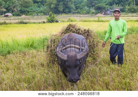 Marinduque , Philippines - March 31: Filipino Farmer Working At A Rice Field In Marinduque Island Th