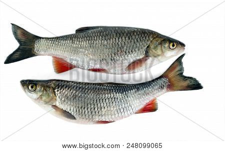 Two Chub Lie Nearby. Isolated On White Background. A Common Freshwater Fish.