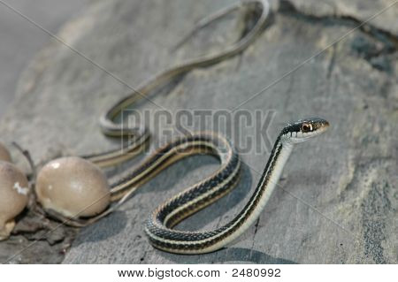 Stuha had na cestách