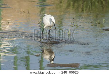 Little Egret Stood Hunting In Water Of River Marshland