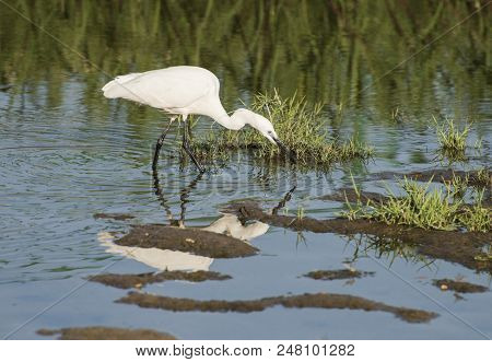 Little Egret Stood Hunting In Water Of River Marshland