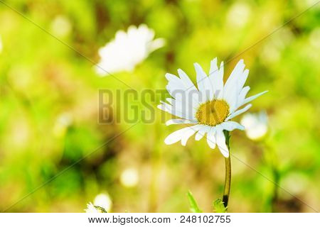 Spring Small White Flowers On Blurred Macro Background. Spring Or Summer Border Template With Copy S