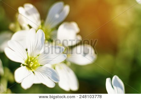 Spring White Flowers On Blurred Macro Background. Spring Or Summer Border Template With Copy Space. 