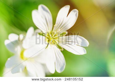 Spring White Flowers On Blurred Macro Background. Spring Or Summer Border Template With Copy Space. 