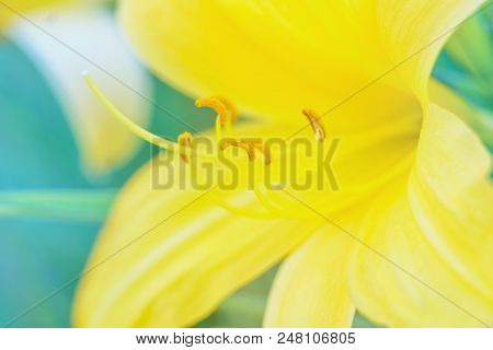 Spring Flowers On Blurred Macro Background. Spring Or Summer Border Template With Copy Space. Romant