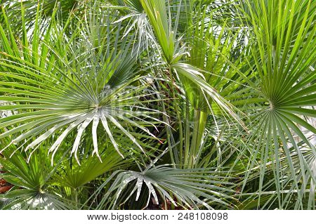 Texture Is A Green Fluffy Natural Plant With Oblong Leaves Like The Needles Under The Sunlight, An E
