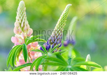 Lupinus Spring Flowers On Blurred Macro Background. Spring Or Summer Border Template With Copy Space
