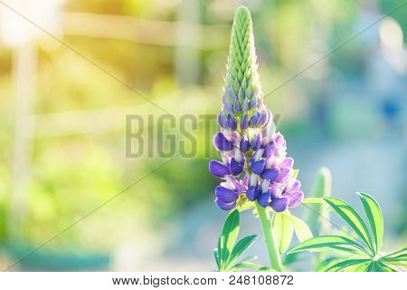 Lupinus Spring Flowers On Blurred Macro Background. Spring Or Summer Border Template With Copy Space
