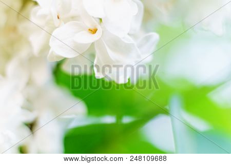 Spring Lilac Flowers On Blurred Macro Background. Spring Or Summer Border Template With Copy Space. 