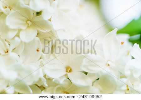 Spring Lilac Flowers On Blurred Macro Background. Spring Or Summer Border Template With Copy Space. 