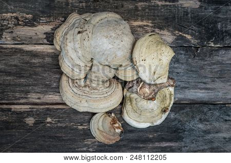 Chaga (shelf Fungus) Medicinal Mushroom On The Wooden Background. Naturopathy. Alternative Medicine.