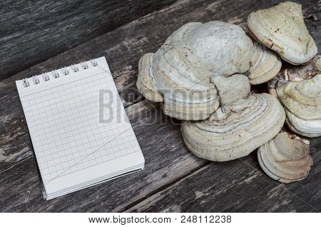 Chaga (shelf Fungus) Medicinal Mushroom And Blank Note Pad Recipe On The Wooden Background. Naturopa