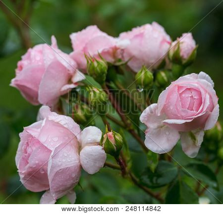 Beautiful Pink Rose In A Garden, In The Style Of Vintage Roses. Rose Cinderella, Kordes