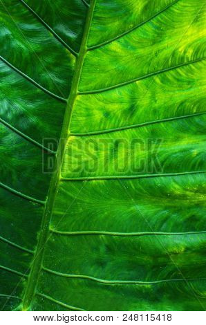 Texture Of A Tropical Leaf Close-up, Green Leaves Background.