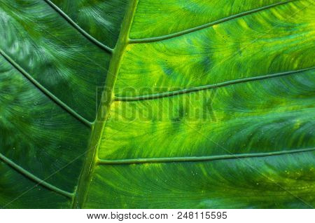 Texture Of A Tropical Leaf Close-up, Green Leaves Background.