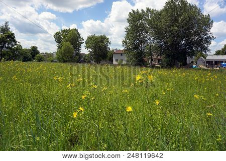 Prairie Rosinweed Flowers (silphium Integrifolium), Also Known As The Whole-leaf Rosinweed And The E