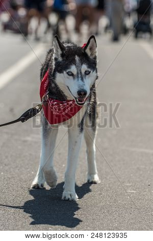 Siberian Huskey Puppy Wearing Red Bandana While Walking Down City Street.