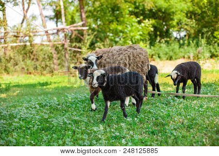 Romanovskaya Sheep And Lambs