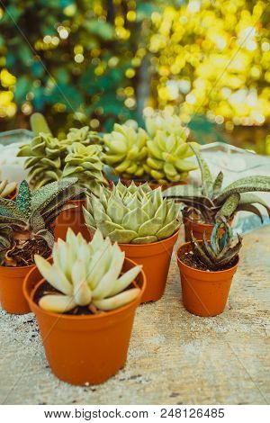 Excellent  Group Of Various Succulents In Pots. Garden Decoration For The Soul