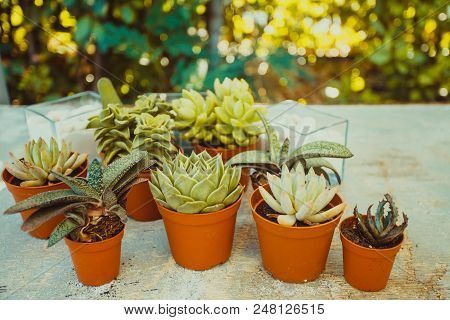 Excellent  Group Of Various Succulents In Pots. Garden Decoration For The Soul