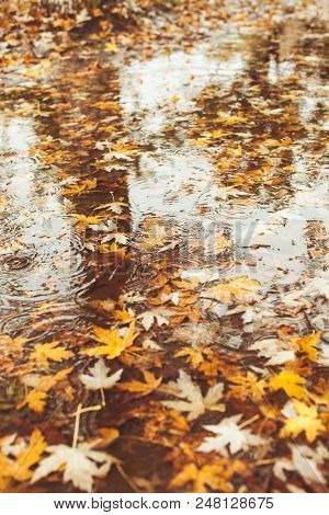 Macro View Of Yellow Maple Leaves In The Pudde