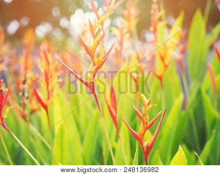 Heliconia Psittacorum Flower Plant And Green Leaves At Sunset In Summer Time.