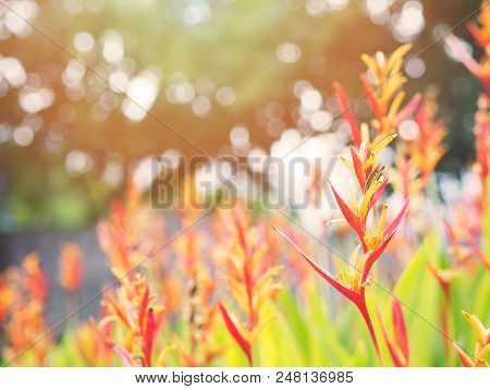 Heliconia Psittacorum Flower Plant And Green Leaves At Sunset In Summer Time With Copy Space.