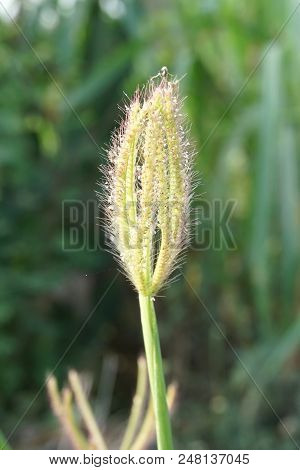 Swollen Finger Grass Or Chloris Barbata Flower In Nature Garden