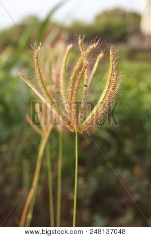 Swollen Finger Grass Or Chloris Barbata Flower In Nature Garden