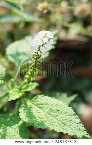 Close Up White Heliotropium Indicum Flower In Nature Garden