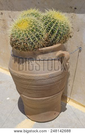 Green Cactus With Large Spines And Thorns. Three Cacti In A Large Clay Crab In The Fresh Air. Open A
