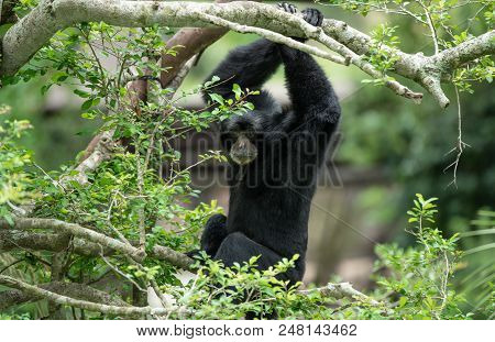 Adult Siamang Is Watching You From The Tree Top