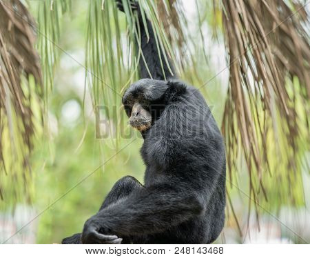 Adult Siamang Is Watching From The Tree Tops