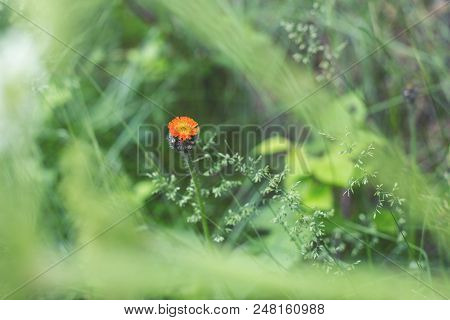 Close-up Image Of Bright Orange Hawkweed Flowers In Bloom On The Green Grass Background, Wild Orname