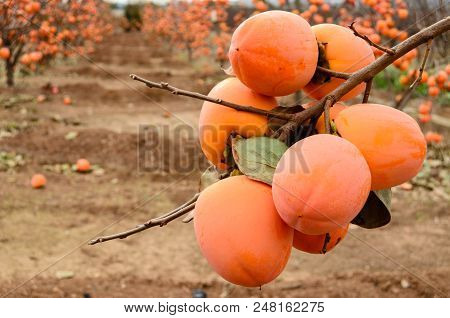 Persimmon Fruit On The Tree. Kaki Plum Tree, Japanese Persimmon, Diospyros Kaki Lycopersicum. Ripe O