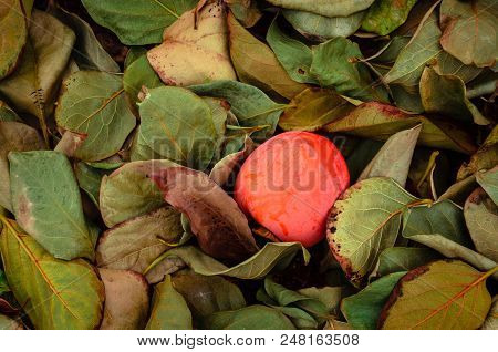 Persimmon Fruit On The Tree. Kaki Plum Tree, Japanese Persimmon, Diospyros Kaki Lycopersicum. Ripe O