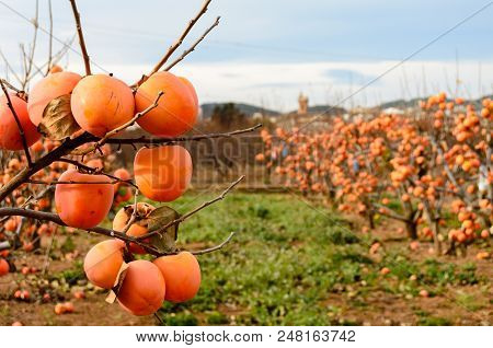 Persimmon Fruit On The Tree. Kaki Plum Tree, Japanese Persimmon, Diospyros Kaki Lycopersicum. Ripe O