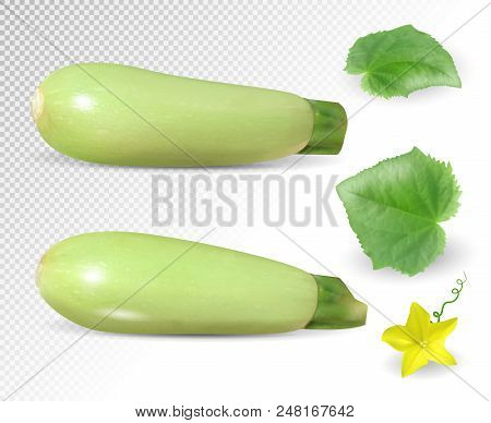 Fresh Vegetable Marrow Decorated With Green Leaf And Flower. Realistic Vector, 3d Illustration