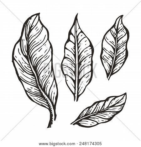 Coffee Tree Leaves Sketch Hand Drawn Elements And Collection Of Plant Part Coffee Tree Leaves Sketch Hand Drawn Elements And Collection Of Plant Part
