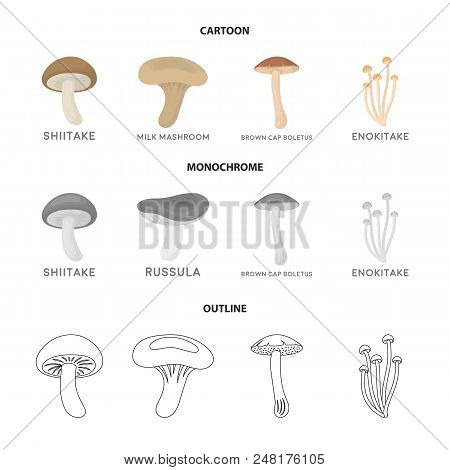 Shiitake, Brown Cap Boletus, Enokitake, Milk. Set Collection Icons In Cartoon, Outline, Monochrome S