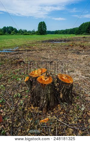 Stumps Of Valuable Alder Trees Deforestation Against A Background Of Meadow And Deciduous Forest. Cu