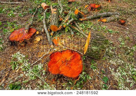 Stump Valuable Tree Alders. Cutting Valuable Species Of Trees Under The Pretext Of Sanitary Cleaning