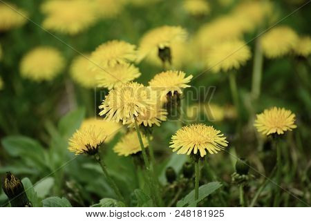 Dandelion Yellow Flower Growing On The Green Meadow In Spring Time, Natoral Seasonal Floral Backgrou