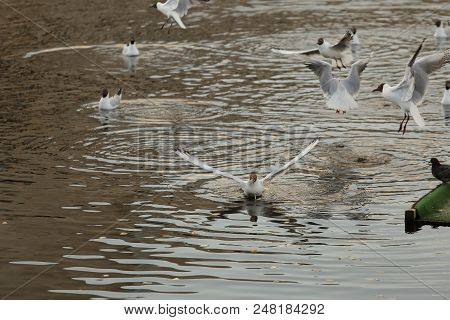 Seagull Is A Bird In Flight. Flies Over The Water