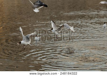 Seagull Is A Bird In Flight. Flies Over The Water