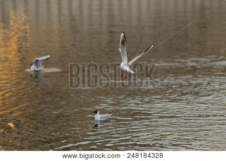 Seagull Is A Bird In Flight. Flies Over The Water